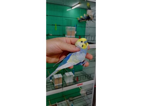 Rainbow damızlık erkek muhabbet kuşları.