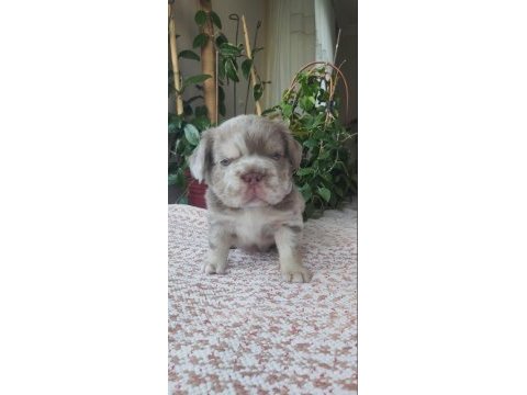 Egzotik yavru köpekler