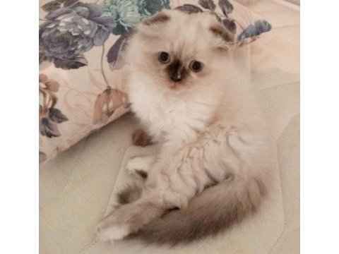 Uyguna brittish longhair acil 2 aylık dişi