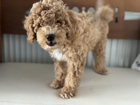 Petmode köpek çiftliğinde wc eğitimli maltipoo