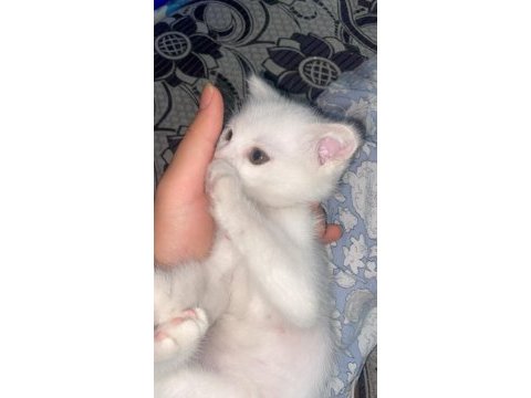 Bir buçuk aylık scottish fold