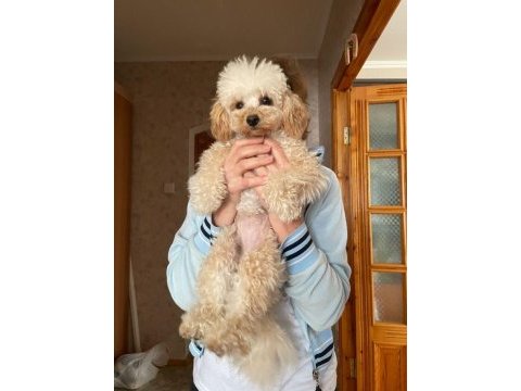 Yetişkin toy poodle cinsi köpeğimiz