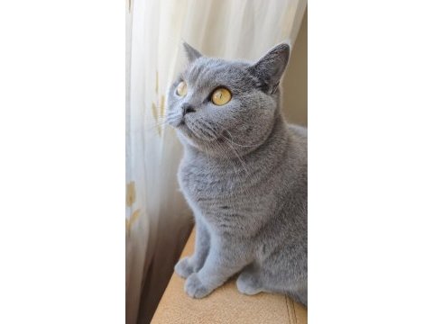 Ücretsiz british shorthair 3 yaş