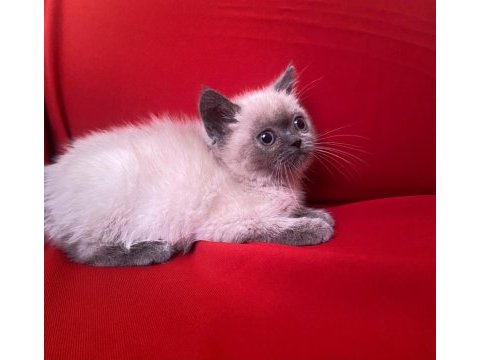 Blue point british shorthair bebekler