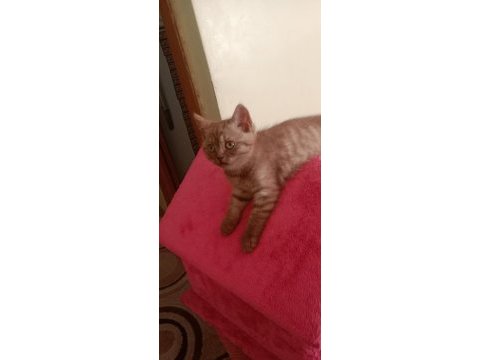 İki tatlı kedimiz