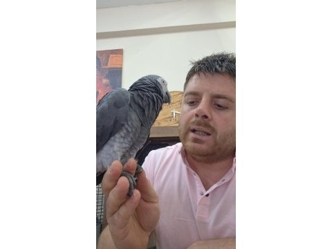 Uygun jako papağanı time yarı evcil