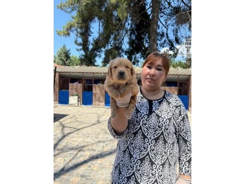 Golden retriever yavrularımız
