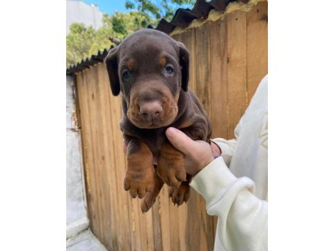 Blue siyah kızıl doberman yavrularımız