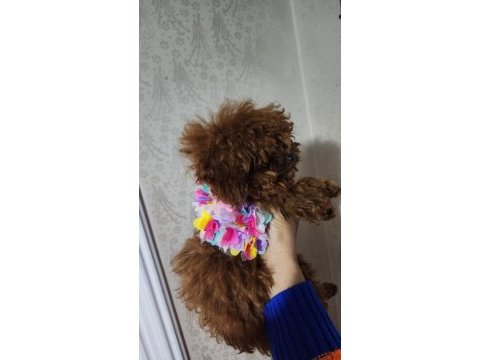 Toy poodle 6 aylık köpeğimiz
