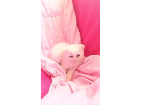 Scottish fold yavrular