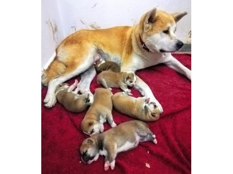 Akkuş üretim çiftliğinden akita yavruları