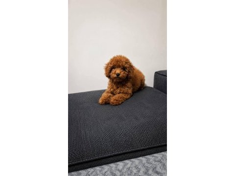 4 buçuk aylık dişi orjinal toy boyut poodle