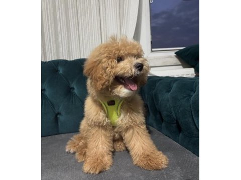 Adı karamel 6 aylık maltipoo