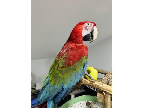 Kırmızı macaw ara papağanları