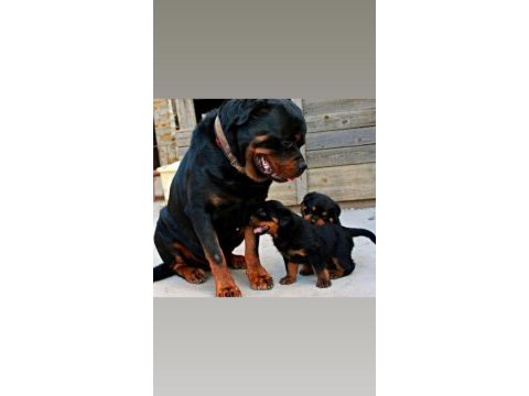 Irk ve sağlık garantili rottweiler bebekler