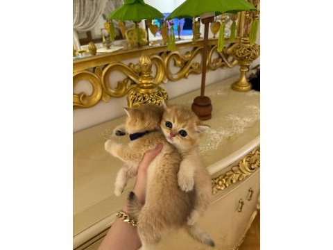 Ny 12 golden cinsi scottish fold yavrularımız
