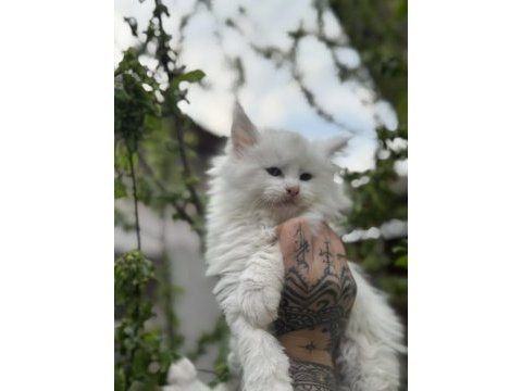 Kar oğlan maine coon