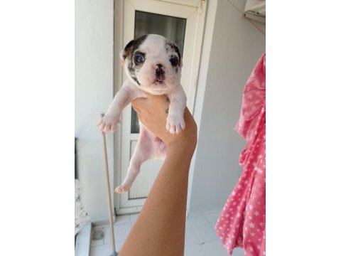 Fransız bulldog bebekler