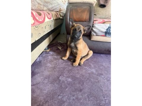 Belçika malinois yavruları
