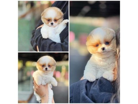 Pomeranian ayıcık yüz minyatür boyut