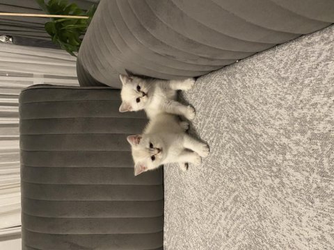 Sevimli british shorthair kediler