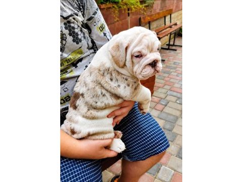 Üst düzey ingiliz bulldog yavrular
