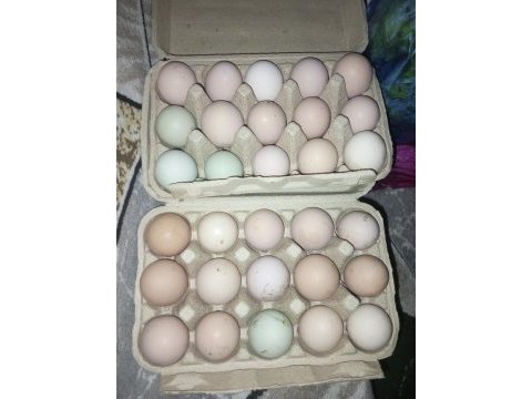 Görseldeki cinslere ait kuluçkalık yumurta bulunur