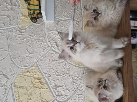 Yavru bebekler british longhair