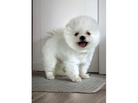 Kar beyaz ayı surat pomeranian boo erkek yavru