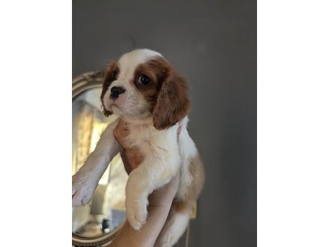 Ev ortamından safkan cavalier king charles yavrular