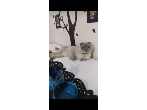 Yeni yuvasını arayan eğitimli son 2 bebek