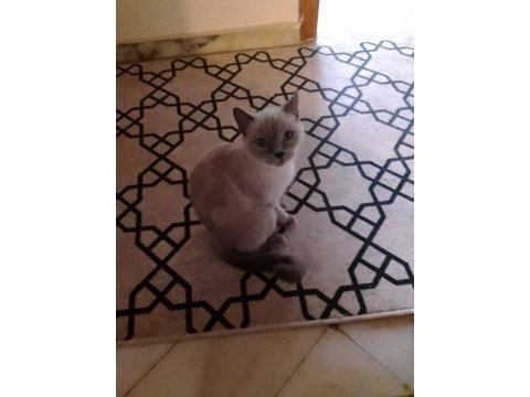 18 aylık 2 kedim sağlık nedeniyle sahiplendirilecektir