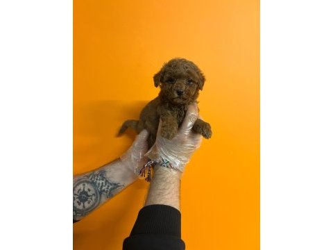 Irk ve sağlık garantili toy poodle yavrularımız