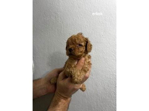 Toy poodle yavrular ırk sağlık garantili
