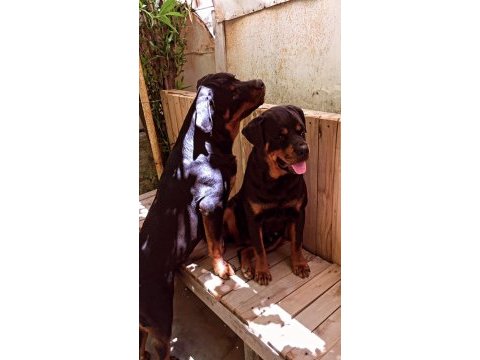 Rottweiler erkek baba oğul