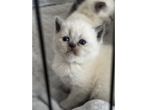 British ve scottish blue point longhair yavrularım mevcut