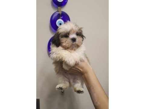 Safkan shih tzu yavruları sahiplendirme aşılı