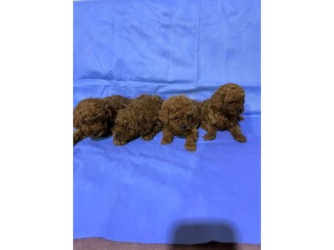 2 dişi ve 2 erkek toy poodle yavruları