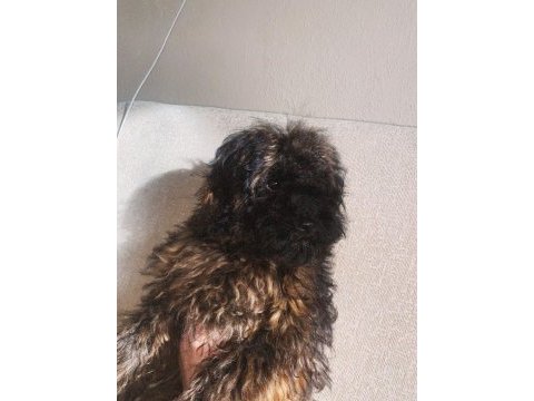 Maltipoo evcil oyuncu köpeğimiz