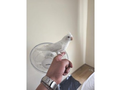 Sevgi pıtırcığı sultan papağanı