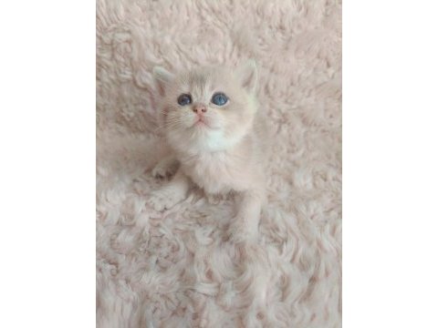 Golden british shorthair kızlar serisi
