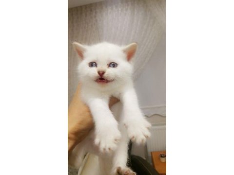 3 dişi bebek 1 i fold 2 si dik kulak 32 günlük scottish fold