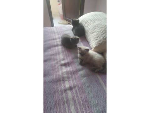 İki kardeş british shorthair
