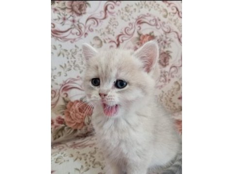 3 aylık erkek oyuncu british shorthair gold