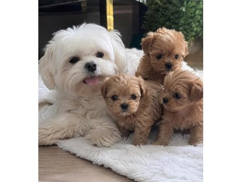 0 beden maltipoo yavruları (özel dizayn)