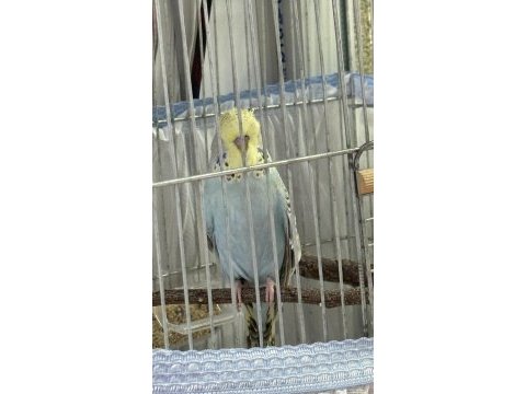 Yavru ele alışlın şhow jumbo erkek muhabbet kuşu