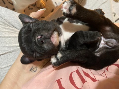 French bulldog bebek yuvaya hazır