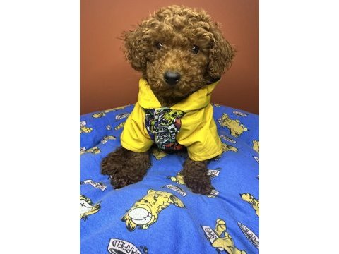 3 aylık toy poodle yavrumuz