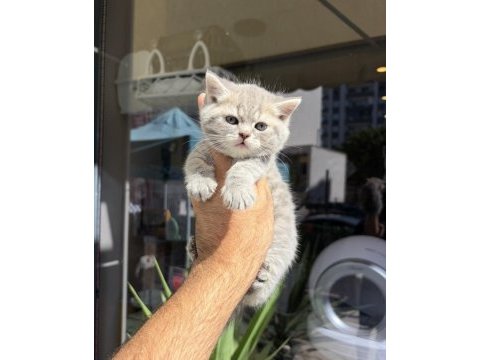 Dünyalar güzeli minik kediler