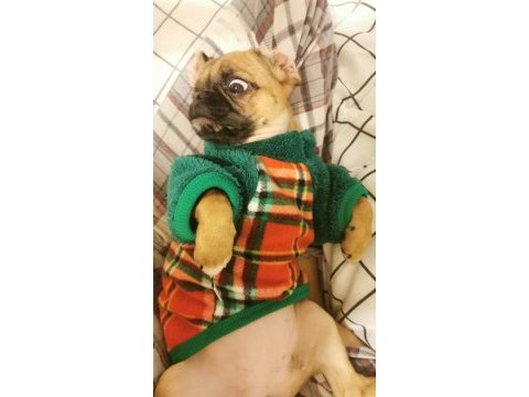 Çok güzel her eğitimi olan aile dostu pugmix